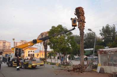 Tarsus'ta Kırmızı Palmiye Böceği Mücadelesi