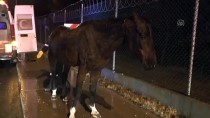 Ankara'da Yaralı At, Duyarlı Vatandaşın Çabasıyla Kurtarıldı
