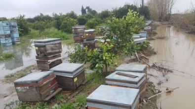 Bingöl'den Arılarını Soğuktan Kaçırdılar, Adana'da Sele Yakalandılar