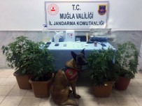 UYUŞTURUCU MADDE - Jandarma'nın 'Kaptan'ından Uyuşturucuya Geçit Yok