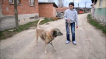 SARAYCıK - 'Kaplan' İsimli Köpeğe Kemik Tümörü Ameliyatı