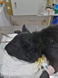 DOĞUŞ - Boynuna Lastik Bağlanan Köpek Ölüme Terk Edildi