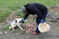 REHABILITASYON - Büyükçekmece Belediyesi Sokak Hayvanları İçin Seferber Oldu