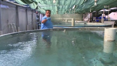 GRAFİKLİ - Türkiye'nin Çiftlik Balığı Üretimi 10 Yılda İkiye Katlandı