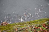 KARADERE - Kastamonu'da Gökırmak Nehrinde Ölü Balıklar Kıyıya Vurdu