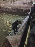 ÇORUH - Köprüde Mahsur Kalan Kediyi Genç Adam Kurtardı