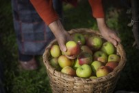 Piraziz Elması Zincir Marketlerdeki Yerini Aldı Haberi