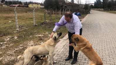 Spor İl Müdürü, Sevgi Gösteren Sokak Hayvanlarına Duyarsız Kalmadı