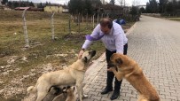 SOKAK KÖPEKLERİ - Spor İl Müdürü, Sevgi Gösteren Sokak Hayvanlarına Duyarsız Kalmadı