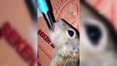 Ağaç Kovuğunda Bulduğu Yavru Sincaba Anne Şefkatiyle Bakıyor