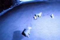 Ağrı'da Kurtlar Şehre İndi