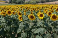 TAZE FASULYE - Avrupa Yatırım Ve Kalkınma Bankası'ndan MAY Tohum'a Yatırım Desteği