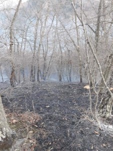Dikmen'de Orman Yangını