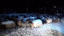 BÜYÜKÇIFTLIK - Hakkari'de Besiciler Kar Ve Tipiye Yakalandı