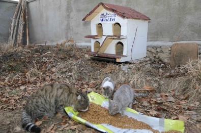 İpekyolu Belediyesinden Sokak Hayvanları İçin Barınak