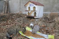 HAYVAN SEVERLER - İpekyolu Belediyesinden Sokak Hayvanları İçin Barınak