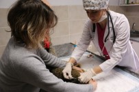 REHABILITASYON - Körfez'de Sokak Hayvanları 'Sahipsiz' Bırakılmıyor