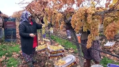 Manisa'da Yılın Son Üzümleri 'Kanaviçe'nin Altından Çıkarıldı