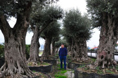(Özel) 500 Yıllık Zeytin Ağacı 25 Bin Lira