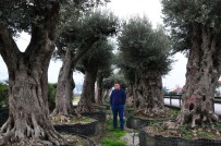ZEYTİN AĞACI - (Özel) 500 Yıllık Zeytin Ağacı 25 Bin Lira