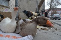 (Özel) Tekirdağ'da Yılbaşı Hindisine Alternatif Açıklaması Kaz Ve Horoz