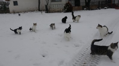 Tokat'ta Kar Yağışı Yüksek Kesimlerde Etkili Oldu