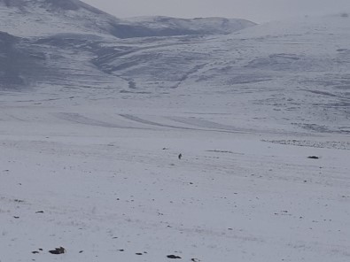 Yiyecek Bulmakta Zorlandığı İçin Köylere İnen Kurt, Cep Telefonuyla Görüntülendi