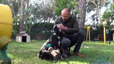 Antalya'da Tüfekle Vurulan Köpeğin Yavruları Yanından Ayrılmadı