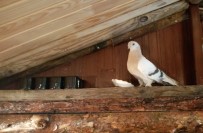 Soğukta Aç Kalan Güvercin Taksi Durağına Sığındı