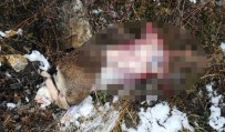 DAĞ KEÇİSİ - Tunceli'de Dağ Keçisi Ve Tavşan Avına 30 Bin Lira Ceza