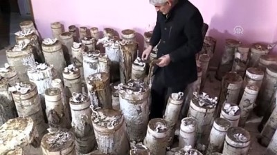 Boş Dairesinde İstiridye Mantarı Yetiştiriyor