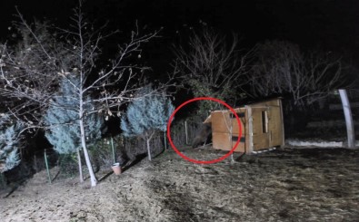 Çalındığını Sandığı Koyunlarını Ayı Yedi