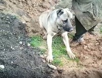 EĞİTİM DERNEĞİ - Hatay'da Köpeğin Zehirlenerek Öldürülmesine Soruşturma