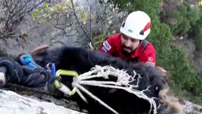 Mersin'de Kaybolduktan Bir Hafta Sonra Yamaçta Bulunan Keçi Kurtarıldı