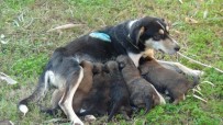 HAYVAN BARINAĞI - Vicdansızların Vurduğu Sokak Köpeği Yavrularına Kavuştu