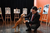 DÜNYA ENGELLILER GÜNÜ - Dünya Engelliler Günü'nde Anlam Yüklü Sergi