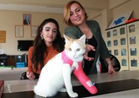 SOKAK HAYVANI - Öğretmen Ve Öğrencilerin Duyarlılığı Engelli Kediyi Sağlığına Kavuşturdu