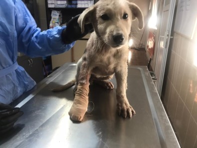 Yaralanan Köpek Tedavi Edildi