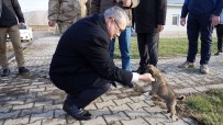 KÖPEK YAVRUSU - Donmak Üzere Olan Yavru Köpekleri Jandarma Kurtardı