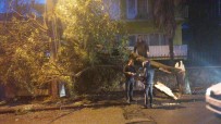 Gebze'de Aşırı Rüzgar Ağaç Devirdi