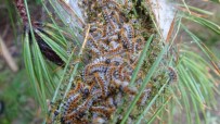 ÇAM KESE BÖCEĞİ - İstanbul Ormanlarında Çam Kese Böceği Alarmı