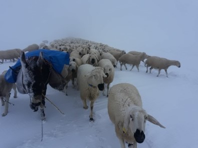 Koyunların Zorlu Kar Yolculuğu