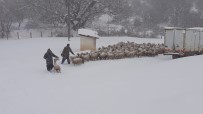 MAHSUR KALDI - Manisa'da 200 Koyun Yaylada Mahsur Kaldı