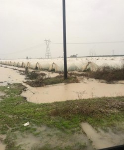 Tarsus'ta Ekili Araziler Sular Altında Kaldı