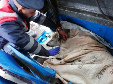 Yavru Karaca'ya Jandarma Sahip Çıktı