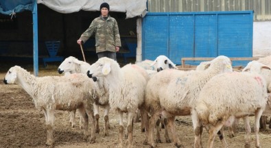 Aksaray'da Çobanlara 2 Milyon TL Destek Ödemesi Yapılacak