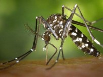 SARI HUMMA - Batı Nil Virüsüne Dikkat