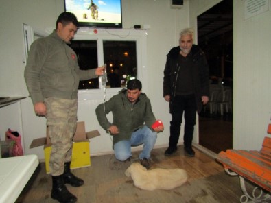 Hasta Köpeğe Güvenlik Güçleri Bakıyor
