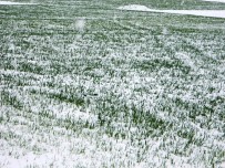 ERKEN UYARI - Aydın'a Buzlanma Uyarısı