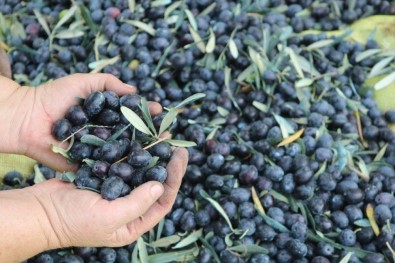 Hans'ın Sofrasına Marmarabirlik Zeytini